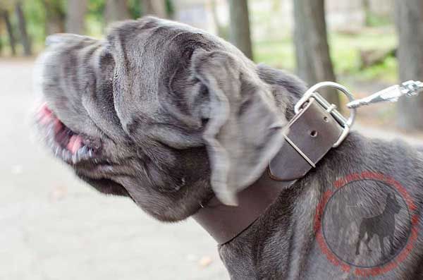 Leather Collar for Mastino Napoletano Walking