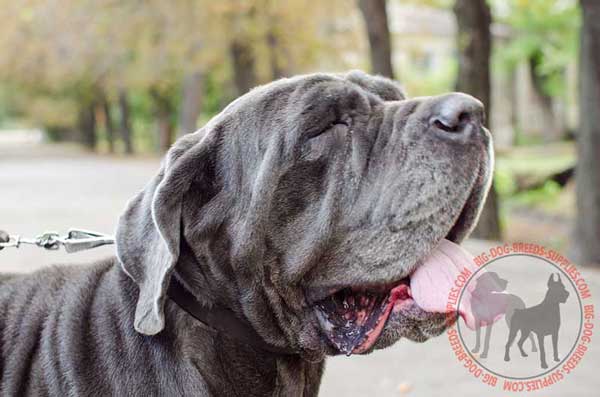 Mastino Napoletano Collar Leather for Daily Walks