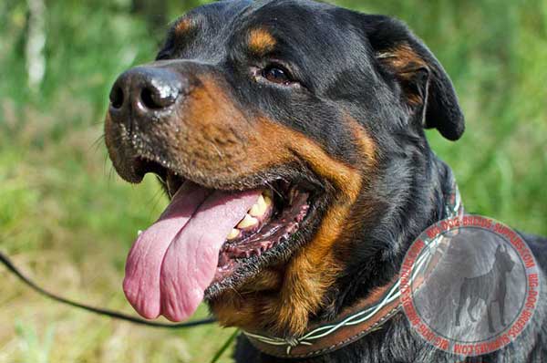 Leather Rottweiler Collar for Daily Walks