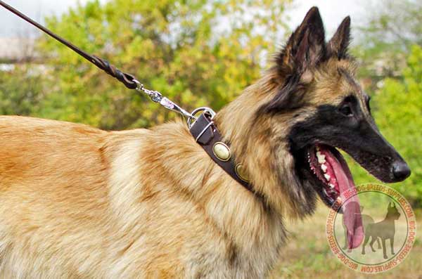Tervuren Leather Collar for Daily
Walking