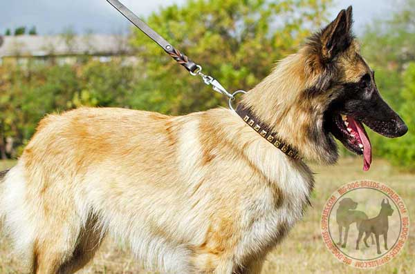 Tervuren Collar Studded Leather for Everyday
Walks