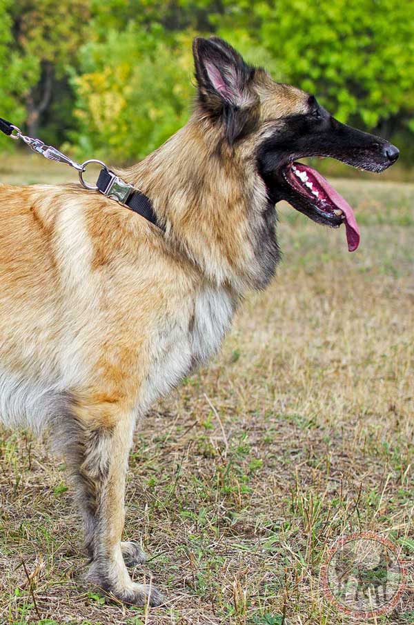 Tervuren Collar Nylon with quick Release Buckle