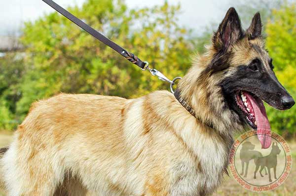 Tervuren collar leather wide for walking and training
