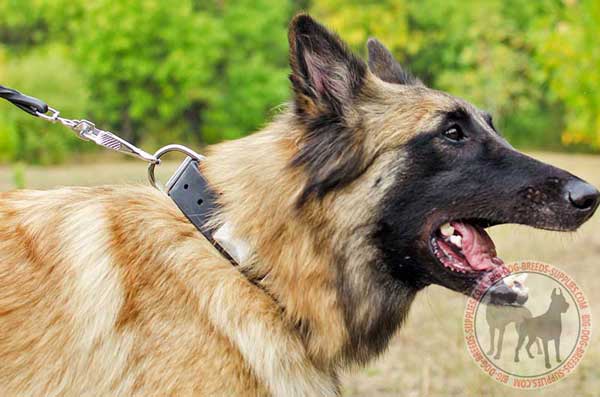 Leather Collar for Tervurens
