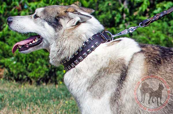 West Siberian Laika collar leather studded for walking and training