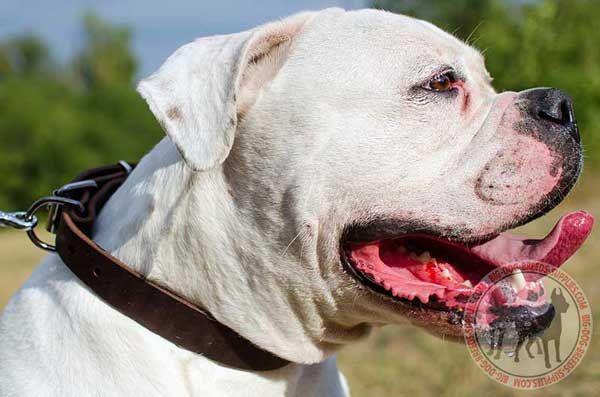American Bulldog Leather Collar