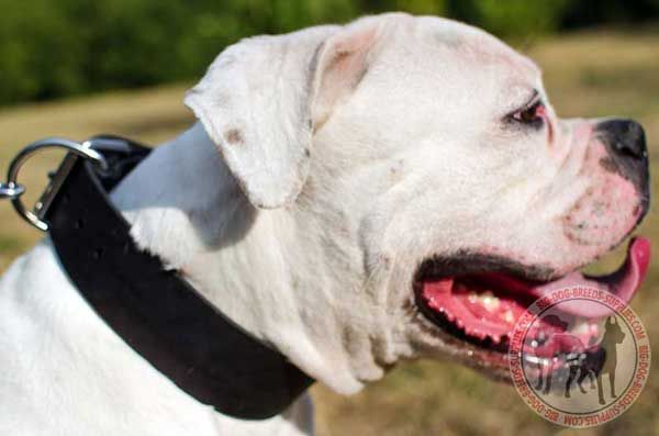 American Bulldog Leather Collar Wide