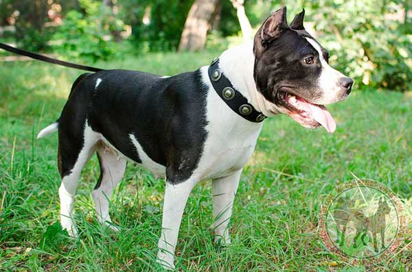 Nylon Collar for Amstaff Walking