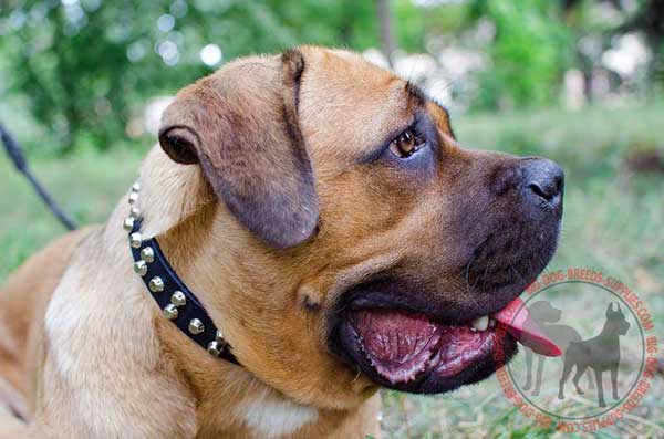 Leather Cane Corso Collar Stylish Appearance