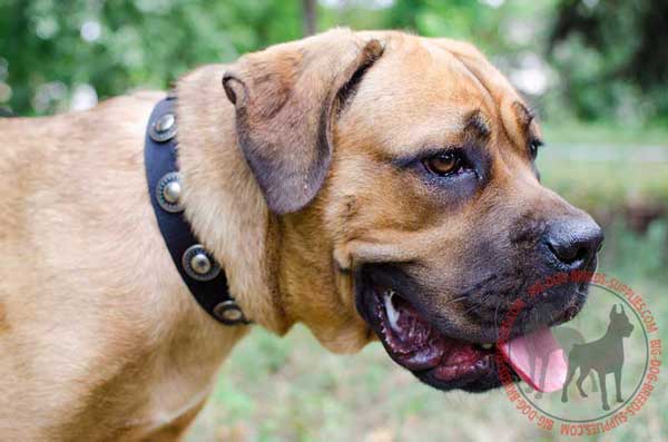 Cane Corso Nylon Collar Decorated with Conchos