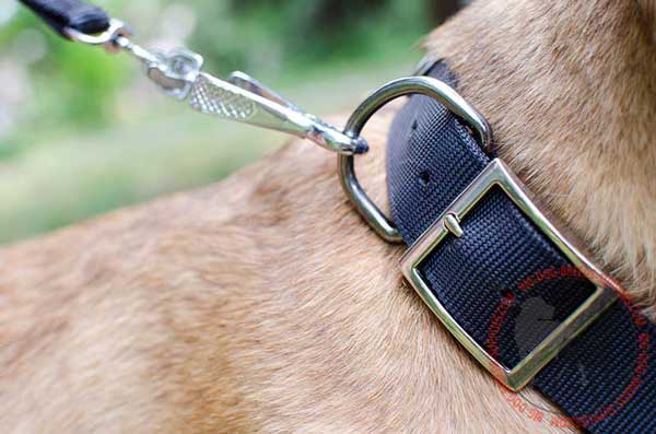 D-Ring on Nylon Collar for Leash