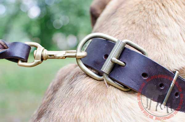 Dee Ring Welded Easy to Connect with Leash