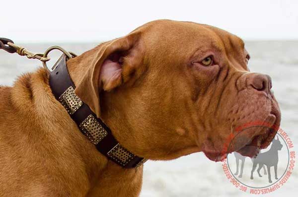 Leather Dogue de Bordeaux Collar Embellished with Plates