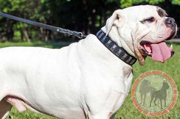 Leather Dog Collar for American Bulldog Walking