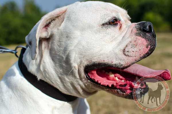 Leather American Bulldog Collar