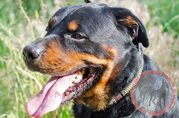 Leather Dog Collar for Rottweiler Walking