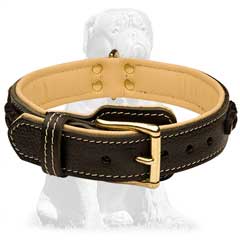 Buckled leather collar for Mastiffs