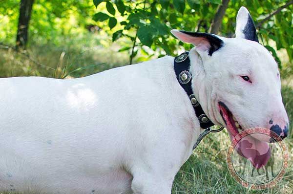 Nylon Bull Terrier Collar with Conchos