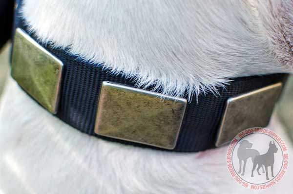 Nylon Dog Collar with Attractive Plates 