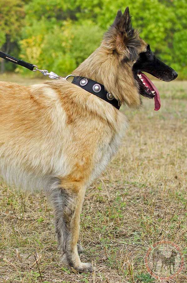 Tervuren Nylon Collar for Showy Walks
