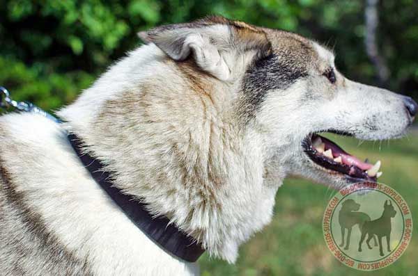 West Siberian Laika Leather Collar