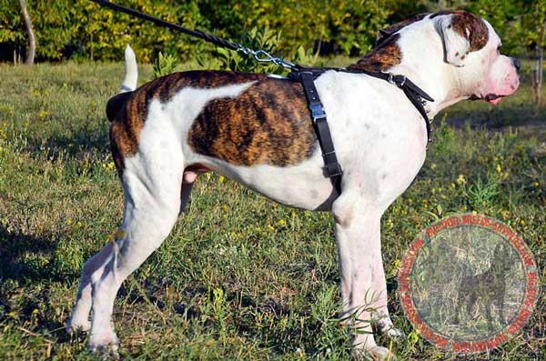 American Bulldog Leather Harness with Nickel Spikes