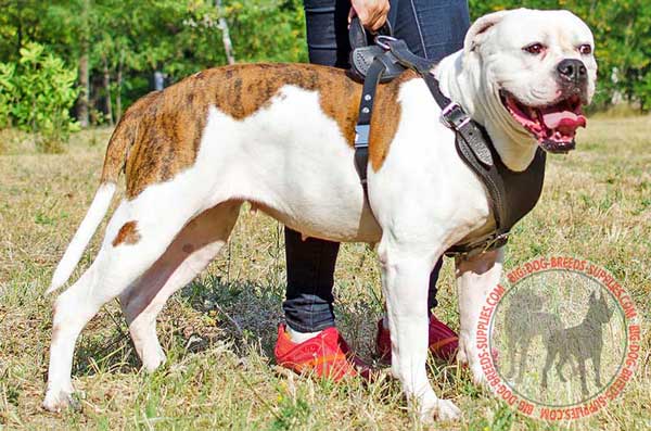 Training Harness for American Bulldogs