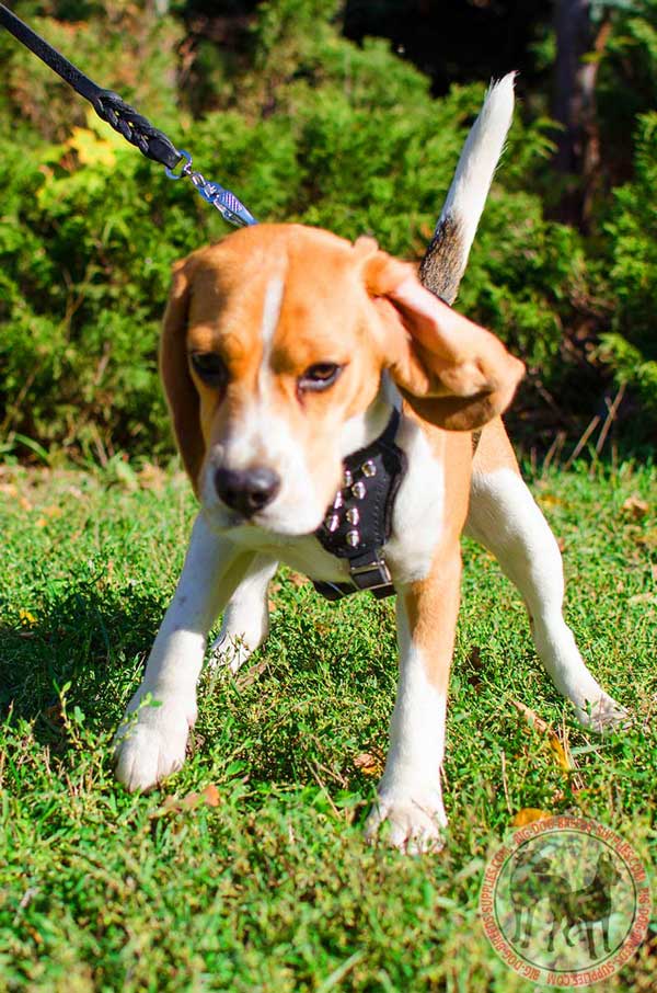 Black Leather Harness for Puppies and Small Breed Dogs
