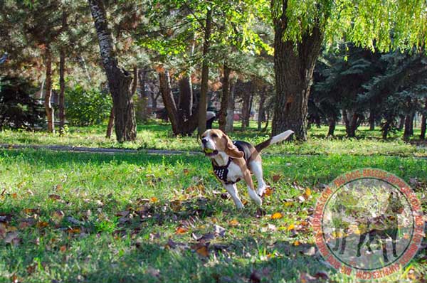 Lightweight Leather Harness for Beagles