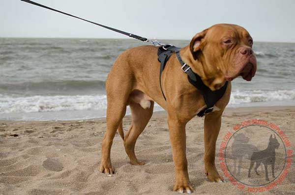 Leather Harness for Dogue de Bordeaux Training