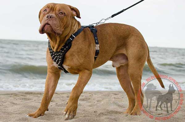 Leather Harness for Dogue de Bordeaux Walking