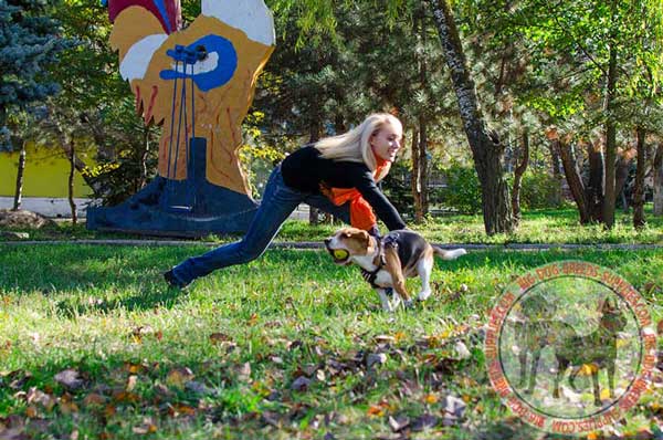 Sturdy Leather Harness is Comfortable for Beagle