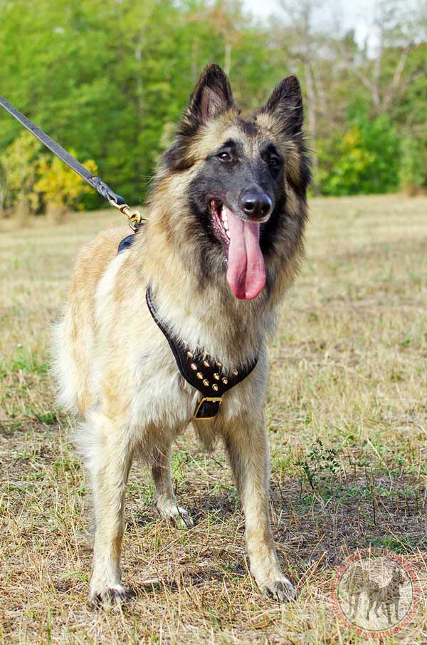 Decorated Tervuren harness for walking