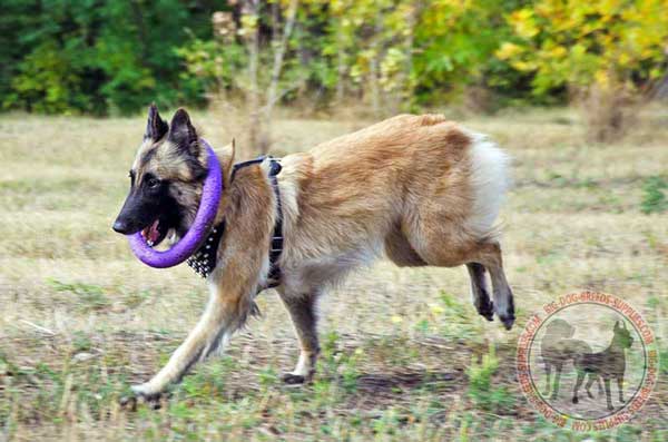 Spiked Leather Harness for Tervuren 