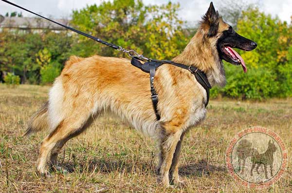Leather Tervuren Harness Easy to Put On