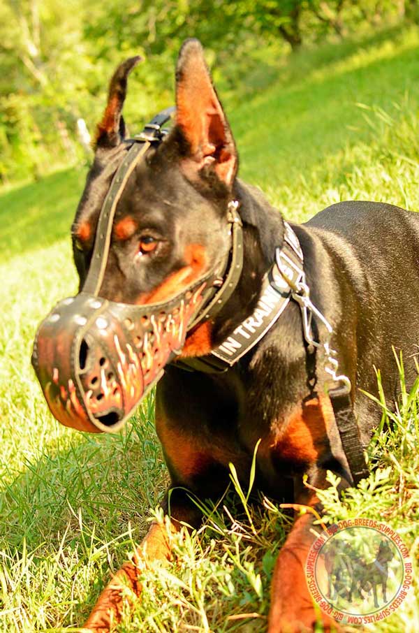Leather Doberman Muzzle for Successful Attack Training