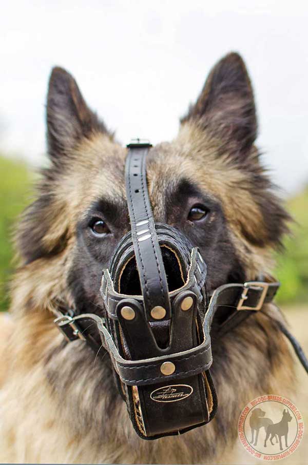 Leather Dog Muzzle for Tervuren Padded for Best Comfort