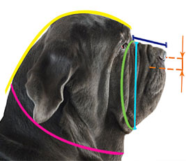How to
measure your dog